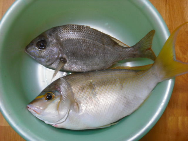 カゴ釣りバカ一代記 秋 冬磯カゴ釣り釣果 その２