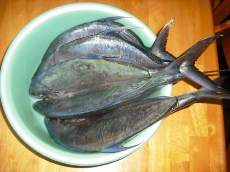 カゴ釣りバカ一代記 秋 冬磯カゴ釣り釣果 その１